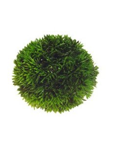 PIANTINA GALLEGGIANTE DIAM. 10 CM