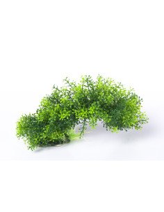 PIANTINA CON BASE 20CM