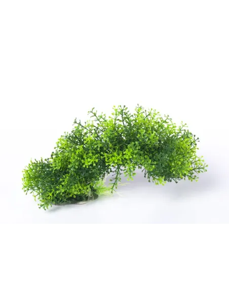 PIANTINA CON BASE 20CM