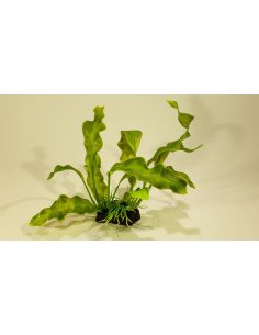 PIANTINA CON BASE 20 CM