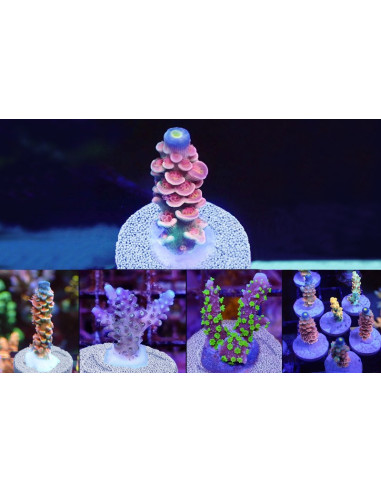 NANO TECH BIO PLUGS 25 PCS MAXSPECT