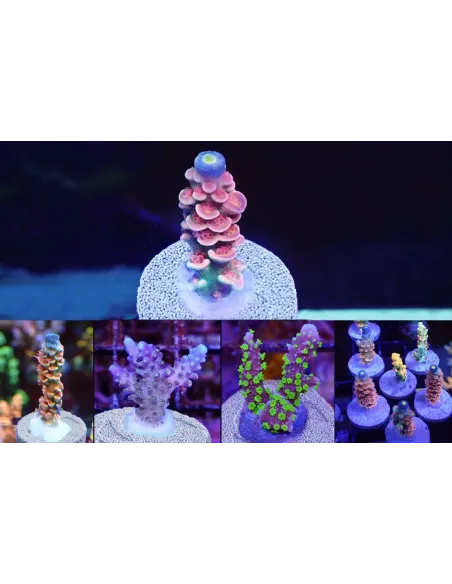 NANO TECH BIO PLUGS 25 PCS MAXSPECT