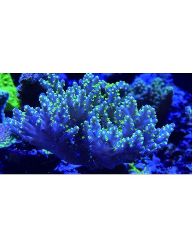 MAXSPECT MAGNIFIER FILTER LENS L GRANDE