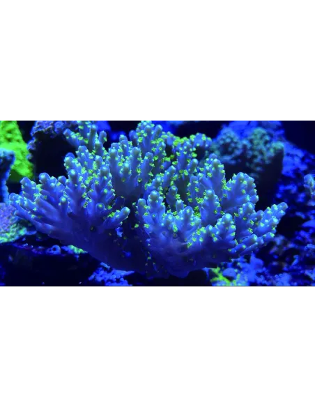 MAXSPECT MAGNIFIER FILTER LENS L GRANDE