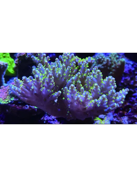 MAXSPECT MAGNIFIER FILTER LENS L GRANDE