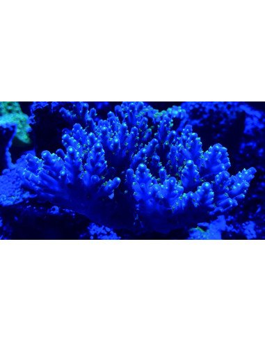 MAXSPECT MAGNIFIER FILTER LENS M STANDARD