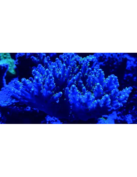 MAXSPECT MAGNIFIER FILTER LENS M STANDARD