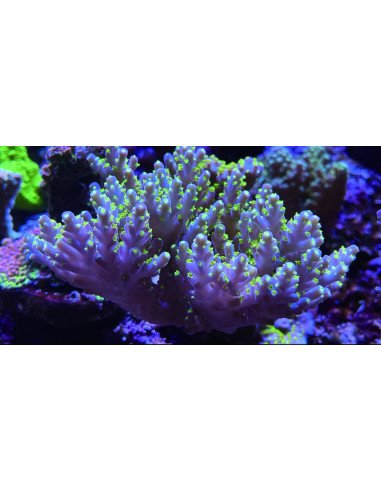 MAXSPECT MAGNIFIER FILTER LENS M STANDARD