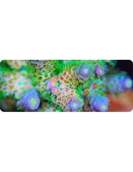 Maxspect Bio-Cubelets 1kg BC-1K | Filtro Acquario | EAN 6971764812779